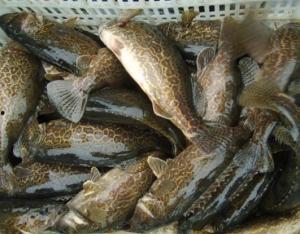 鳜鱼养殖爆料怎么做视频,视频制作攻略全解析 第2张 鳜鱼养殖爆料怎么做视频,视频制作攻略全解析 第2张